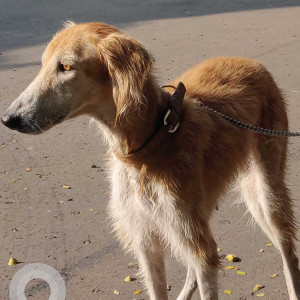 Brown Female Mudhol Hound Dog is Missing from Prabhat Road, Erandawane