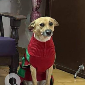 Missing: Brown Male Indie Dog from KFC and Band Factory Himayat nagar Main road