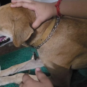 Brown Male Indie Dog is Missing from Rajarajeswari nagar, Madipakkam-2