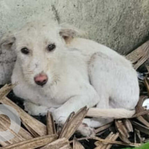 White Male Indie Dog is Found from 4th Main Road,  Gandhinagar, Adyar, diagonally opposite Gandhinagar Club