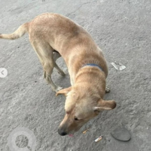 Found: Brown Male Labrador Dog from Kadubeesanahalli-2