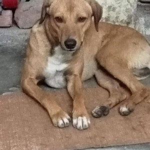 Missing: Brown Male Indie Dog from Ram nagar Krishna nagar, New Delhi-2
