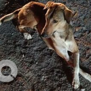 Missing: Brown Male Indie Dog from Goodwill Zest, Porwal road , Lohegaon