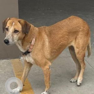A White-Brown Mix Indie Dog Missing from Balagere, Bengaluru