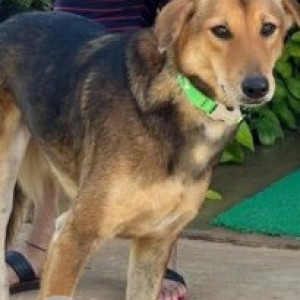A Black and Brown Indie Dog Missing from Uttarahalli Hobli, Bengaluru