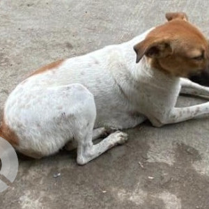 White Female Indie Dog is Missing from Kala Nagar Bandra East-2
