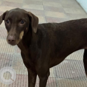 Black and Brown Male Indie Dog is Missing from sidharth enclave ashram-2