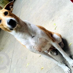 Brown Male Indie Dog is Missing from Abhiramapuram, Chennai-3