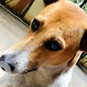 Brown Male Indie Dog is Missing from Abhiramapuram, Chennai