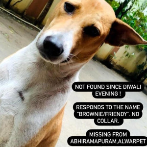 Brown Male Indie Dog is Missing from Abhiramapuram, Chennai-2