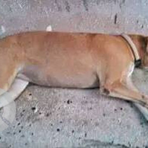 Found: Brown Female Indie Dog from Karthika School, Kurla West-2