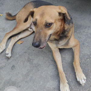 Black and Brown Male Indie Dog is Missing from sidharth enclave ashram