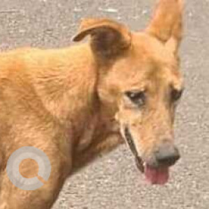 Missing: Brown Female Indie Dog from Clover Village wanawadi near kedari petrol pump