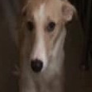 Missing: White Female Indie Dog from Munirka, Delhi-2