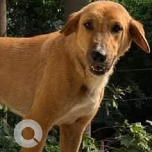 Missing: Brown Male Indie Dog from Meethapur, Badarpur Border