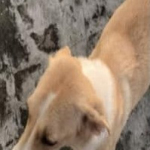 Missing: White Female Indie Dog from Munirka, Delhi-3