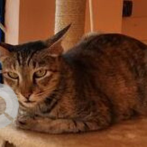 Missing: White and Grey Female Indie Cat from Subramanyanagar, Sangolli Rayanna Park, Karumari Amma Temple, Rajajinagar-3