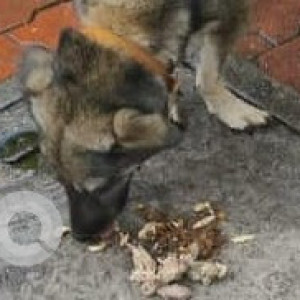 Missing: Black and Brown Female German shepherd Dog from Nobel Hospital Annex Parking / Below the Flyover-2