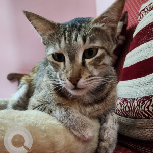 Missing: White and Grey Female Indie Cat from Subramanyanagar, Sangolli Rayanna Park, Karumari Amma Temple, Rajajinagar