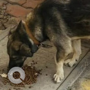 Missing: Black and Brown Female German shepherd Dog from Nobel Hospital Annex Parking / Below the Flyover