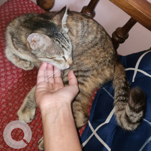 Missing: White and Grey Female Indie Cat from Subramanyanagar, Sangolli Rayanna Park, Karumari Amma Temple, Rajajinagar-2