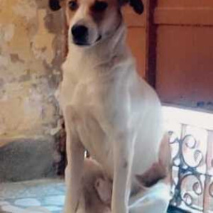 Missing: White-Brown Mix Male Indie Dog from Faridabad Sec 19, Shastri Colony-2