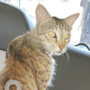 Missing: White and Grey Female Indie Cat from Subramanyanagar, Sangolli Rayanna Park, Karumari Amma Temple, Rajajinagar-4