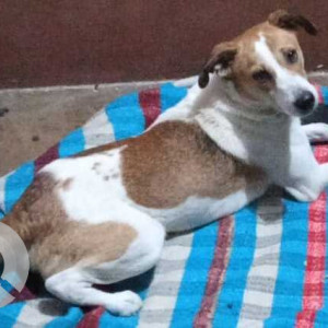 Missing: White-Brown Mix Male Indie Dog from Faridabad Sec 19, Shastri Colony-3