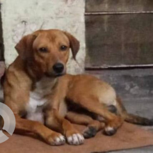 Missing: Brown Male Indie Dog from Ram nagar Krishna nagar, New Delhi