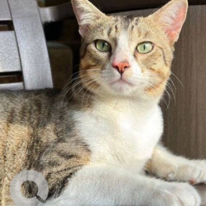 A White-Brown Mix Indie Cat Missing from Pune-2