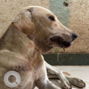 Missing: Brown Male Weimaraner Dog from Dwarka Sector 23B