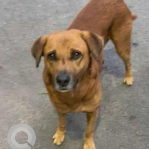 Missing: Brown Male Indie Dog from DVG Road Gandhi Bazar, Bengaluru