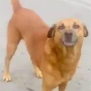 Missing: Brown Male Indie Dog from DVG Road Gandhi Bazar, Bengaluru-2