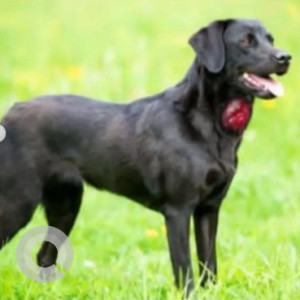 A Black Labrador Dog Missing from Nagarabhavi, Bengaluru