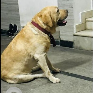 A Golden Labrador Dog Missing from Ward 22 Chaitanyapuri, Hyderabad-2