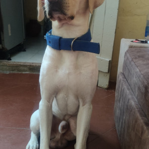 White Male American Labrador Dog is Missing from Sion Railway Colony Mumbai-2