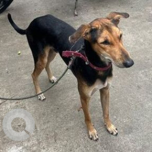 Missing: Black and Brown Male Mudhol cross Dog from HSR Layout 2nd Sector, Om Shakti Temple, Hosapalya 4th Cross