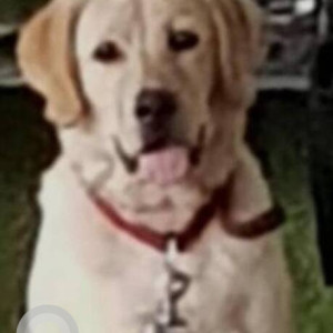 Missing: White Male Labrador Dog from Prabhu Hira Ice & Cold Storage Ltd, Near MAFCO APMC Yard, Sanpada-2