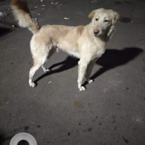 White Male Indie Retriever Dog is Missing from Somwar peth Pune