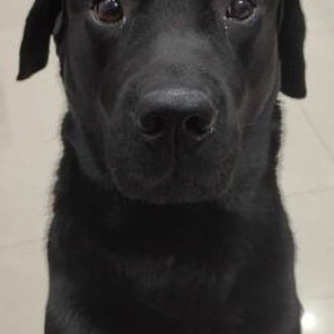 Missing: Black Male Labrador Dog from Balaji puram chauraha,Badagaon, Morar, Gwalior,Madhya Pradesh