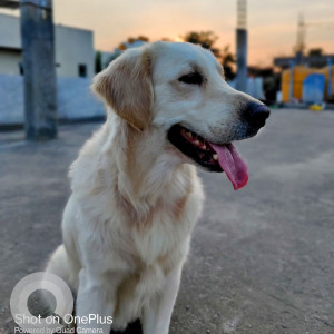 Missing: White Male Golden Retriever Dog from Mahadeshwar Nagar,  Sunkadakatte