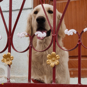 Missing: White Male Golden Retriever Dog from Mahadeshwar Nagar,  Sunkadakatte-3
