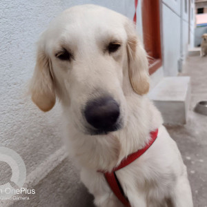 Missing: White Male Golden Retriever Dog from Mahadeshwar Nagar,  Sunkadakatte-2