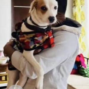 Missing: White Female Indie Dog from Mahipalpur near Dee Marks Hotels and Resorts-2