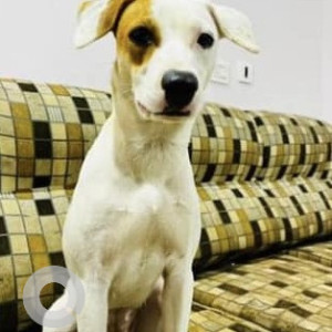 Missing: White Female Indie Dog from Mahipalpur near Dee Marks Hotels and Resorts-3