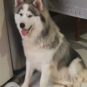 Missing: White and Grey Male Husky Dog from 3rd Main, Hanumanth Nagar, Bengaluru-2