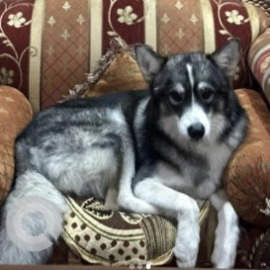 A Black and White Husky Dog Missing from HSR Layout, Bengaluru