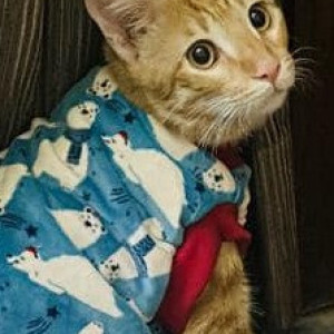 Missing: Orange Male Ginger cat Cat from Ranjit nagar, Shadipur