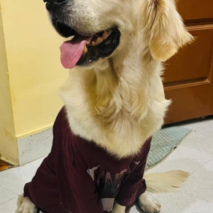 Missing: White Male Golden Retriever Dog from Mahadeshwar Nagar,  Sunkadakatte-4