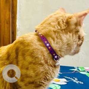 Missing: Orange Male Ginger cat Cat from Ranjit nagar, Shadipur-2